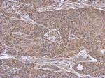 SUCLA2 Antibody in Immunohistochemistry (Paraffin) (IHC (P))