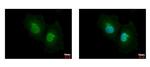 ASL Antibody in Immunocytochemistry (ICC/IF)