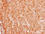 ASL Antibody in Immunohistochemistry (Paraffin) (IHC (P))