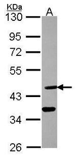 DHH Antibody in Western Blot (WB)