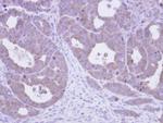 TCP-1 epsilon Antibody in Immunohistochemistry (Paraffin) (IHC (P))