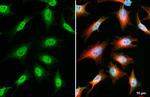 OGT Antibody in Immunocytochemistry (ICC/IF)