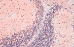 OGT Antibody in Immunohistochemistry (Paraffin) (IHC (P))