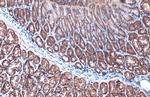 Villin Antibody in Immunohistochemistry (Paraffin) (IHC (P))