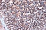 Villin Antibody in Immunohistochemistry (Paraffin) (IHC (P))