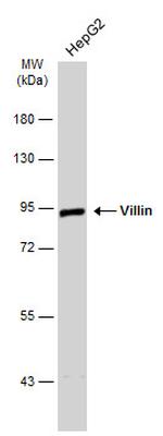 Villin Antibody in Western Blot (WB)