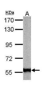 Golgi protein 58k Antibody in Western Blot (WB)