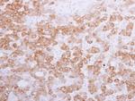 Golgi protein 58k Antibody in Immunohistochemistry (Paraffin) (IHC (P))