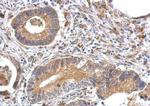 OFD1 Antibody in Immunohistochemistry (Paraffin) (IHC (P))