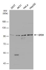 OFD1 Antibody in Western Blot (WB)