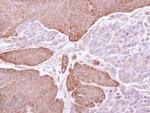 EPHX1 Antibody in Immunohistochemistry (Paraffin) (IHC (P))