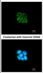 SERPINF2 Antibody in Immunocytochemistry (ICC/IF)