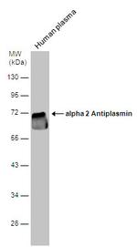 SERPINF2 Antibody in Western Blot (WB)