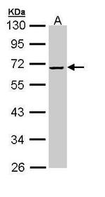 SERPINF2 Antibody in Western Blot (WB)