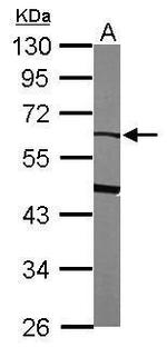 SERPINF2 Antibody in Western Blot (WB)