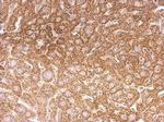 OGT Antibody in Immunohistochemistry (Paraffin) (IHC (P))