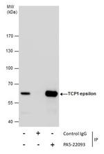 TCP-1 epsilon Antibody in Immunoprecipitation (IP)