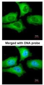 TCP-1 epsilon Antibody in Immunocytochemistry (ICC/IF)