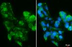 PIGR Antibody in Immunocytochemistry (ICC/IF)