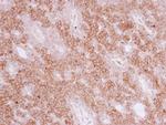 PIGR Antibody in Immunohistochemistry (Paraffin) (IHC (P))