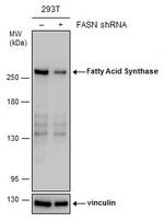 FASN Antibody