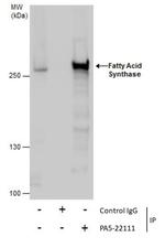 FASN Antibody in Immunoprecipitation (IP)