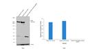 FASN Antibody in Western Blot (WB)