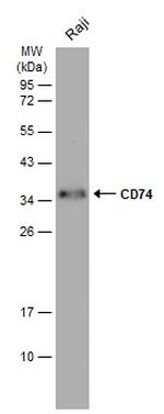 CD74 Antibody in Western Blot (WB)