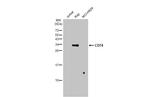 CD74 Antibody in Western Blot (WB)