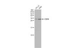 CD74 Antibody in Western Blot (WB)