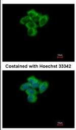 SENP2 Antibody in Immunocytochemistry (ICC/IF)