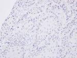 SENP2 Antibody in Immunohistochemistry (Paraffin) (IHC (P))