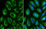 Citrate Synthase Antibody in Immunocytochemistry (ICC/IF)