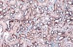 Citrate Synthase Antibody in Immunohistochemistry (Paraffin) (IHC (P))