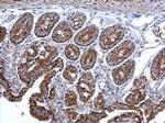 Citrate Synthase Antibody in Immunohistochemistry (Paraffin) (IHC (P))