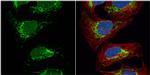 Citrate Synthase Antibody in Immunocytochemistry (ICC/IF)