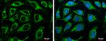 Citrate Synthase Antibody in Immunocytochemistry (ICC/IF)