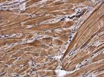 Citrate Synthase Antibody in Immunohistochemistry (Paraffin) (IHC (P))