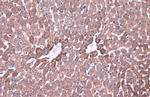 Citrate Synthase Antibody in Immunohistochemistry (Paraffin) (IHC (P))