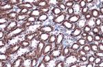 Citrate Synthase Antibody in Immunohistochemistry (Paraffin) (IHC (P))