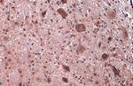 Citrate Synthase Antibody in Immunohistochemistry (Paraffin) (IHC (P))