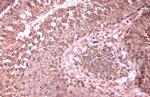 Citrate Synthase Antibody in Immunohistochemistry (Paraffin) (IHC (P))