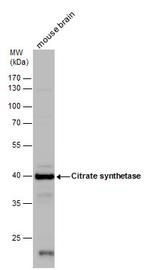 Citrate Synthase Antibody in Western Blot (WB)