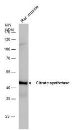 Citrate Synthase Antibody in Western Blot (WB)