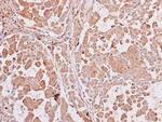 AIP Antibody in Immunohistochemistry (Paraffin) (IHC (P))