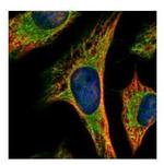 PEX19 Antibody in Immunocytochemistry (ICC/IF)