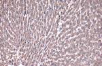 PEX19 Antibody in Immunohistochemistry (Paraffin) (IHC (P))