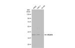 PEX19 Antibody in Western Blot (WB)