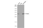 PEX19 Antibody in Western Blot (WB)