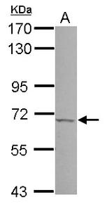 JMJD6 Antibody in Western Blot (WB)